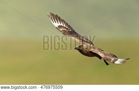 Close-up Of A Great Skua (stercorarius Skua) In Flight, Noss, Shetland, Uk.