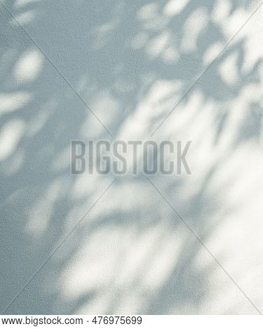 Abstract Shadow Leaf Flower Plant Background,light Overlay Nauter Branch On White Wall Minimal Mocku
