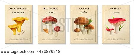 Mushrooms Realistic Poster Set With Boletus And Russula Isolated Vector Illustration