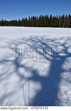 The Shade Of A Tree On The Snow In Winter, Sainte-apolline, Québec, Canad