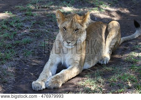 Close-up Of A Grown-up Lion Cub Resting In The Shade