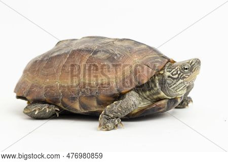 The Razor-backed Musk Turtle (sternotherus Carinatus) Isolated On White Background