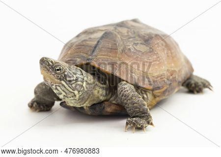 The Razor-backed Musk Turtle (sternotherus Carinatus) Isolated On White Background