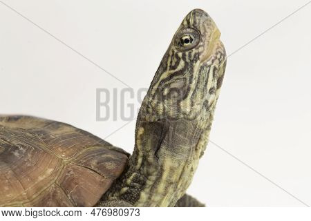 The Razor-backed Musk Turtle (sternotherus Carinatus) Isolated On White Background