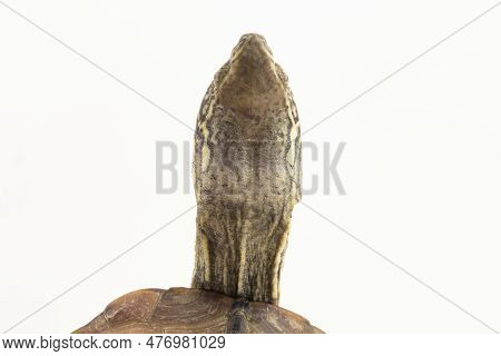 The Razor-backed Musk Turtle (sternotherus Carinatus) Isolated On White Background