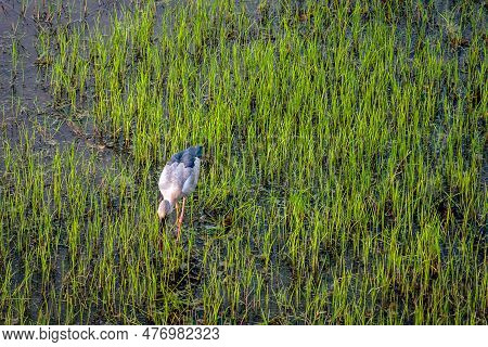 Beautiful White Stork (ciconia Ciconia) Hunting In Rice Field. Asian Openbill, Open-billed Stork, An