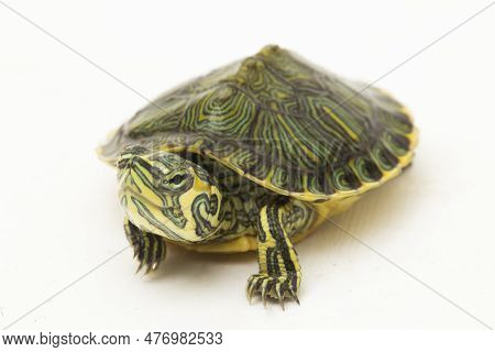 The Yellow-bellied Slider Turtle (trachemys Scripta Scripta) Isolated On White Background