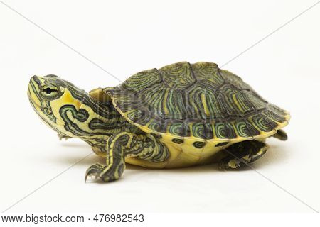 The Yellow-bellied Slider Turtle (trachemys Scripta Scripta) Isolated On White Background
