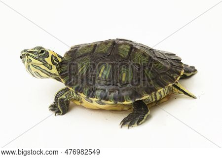 The Yellow-bellied Slider Turtle (trachemys Scripta Scripta) Isolated On White Background