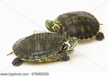 The Yellow-bellied Slider Turtle (trachemys Scripta Scripta) Isolated On White Background