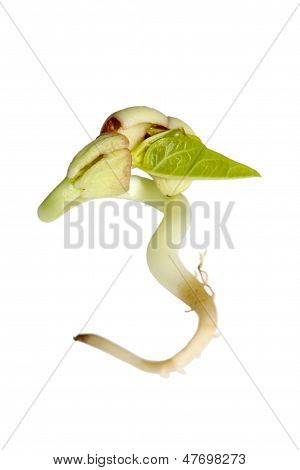 Bean Sprouts