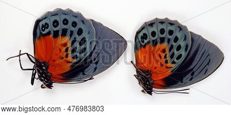 Beautiful Red Blue Butterflies Agrias Beatifica Isolated On White Macro Close Up, Collection Insects