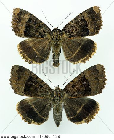 Nocturnal Black Butterfly Moth Mormo Maura Male And Female Close Up Macro Isolated On White. Collect