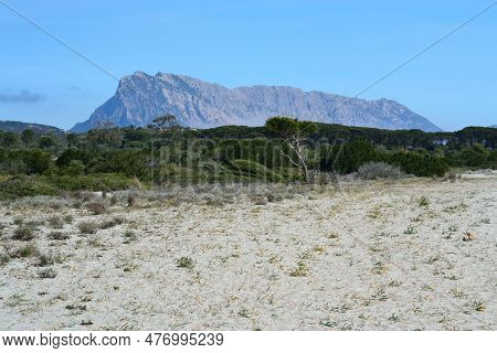The Beach Of Lu Impostu, In Baclkground The Island Of Tavolara