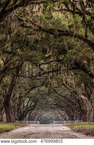 Dirt Road Through Gate Under Live Oak Trees Vetical Image