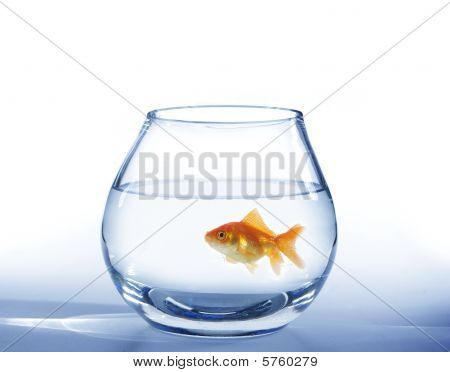 Guld fisk i akvariet