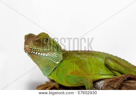 Agama