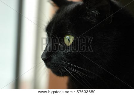 Cute face of black cat starring outside