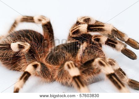 Beautiful Spider