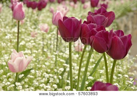 Red and light pink tulips in the field