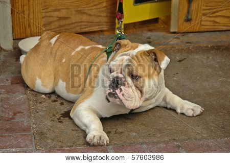 Brown English Bulldog Turn Face Right
