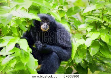 Siamang Gibbon