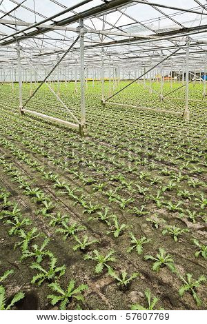 Planting New Young Andive Plants In Glasshouse