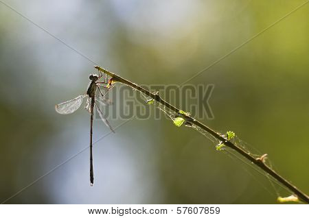 Emerald Damselfly At The Waterside