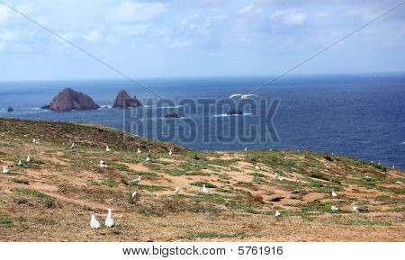 Måger i land på øen Berlenga, Portugal.
