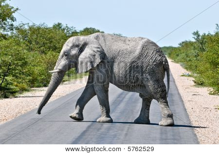 Yol geçiş fil