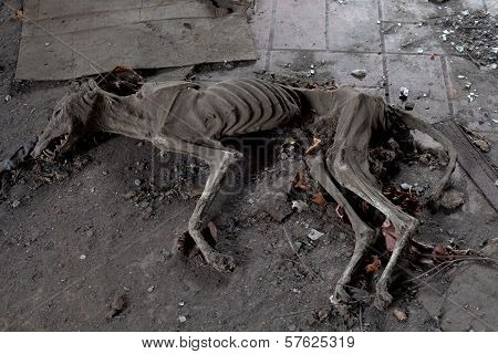 Mummified Dog