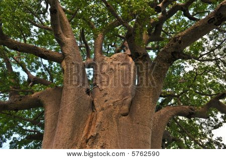 Baobab