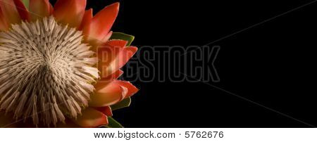 Kongen Protea