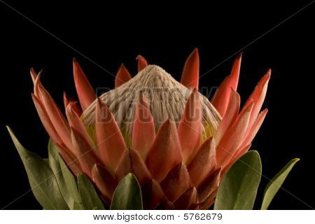 Kongen Protea