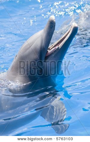 Delfini