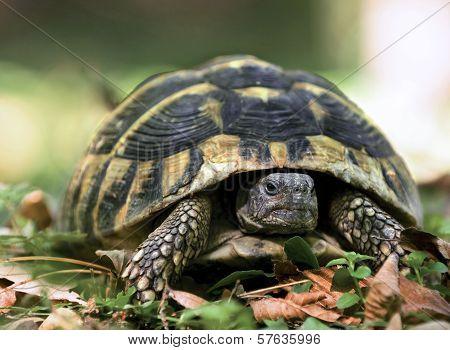 Forest Turtle