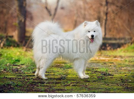 Beautiful Samoyed