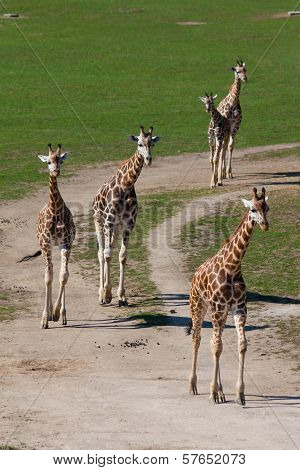 Group of giraffes in zoo