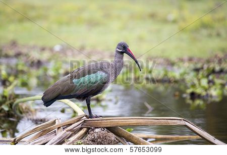 Hadada Ibis bird
