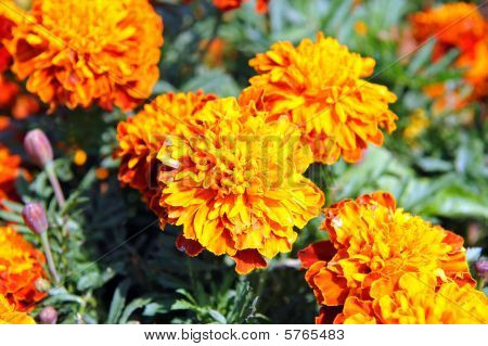 Tagetes
