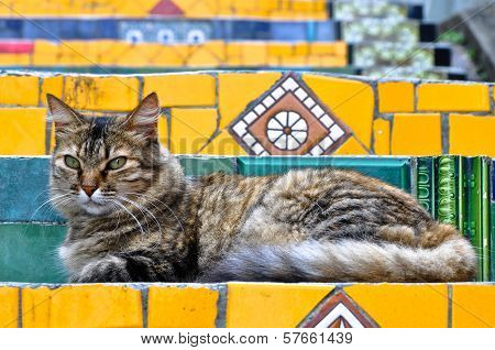 Cat on Stairs