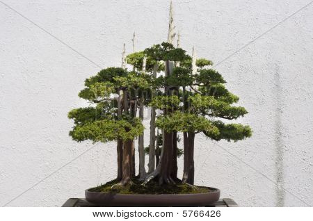 Albero dei bonsai