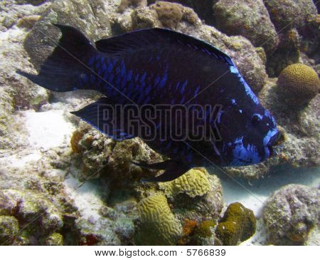 Mezzanotte gigante pappagallo (Scarus Coelestinus) di pesce