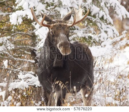moose in the snow