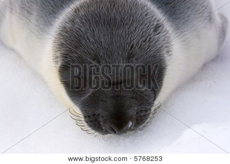 Cucciolo di foca cappuccio