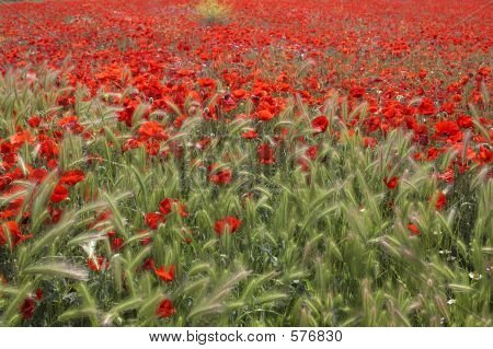Poppies Field