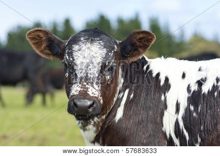 Young Nguni