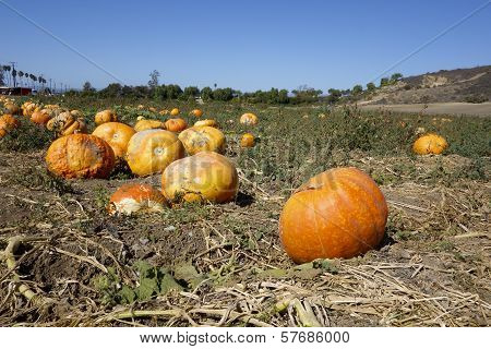 Ripe Orange Pumpkins
