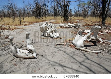 Elephant Bones