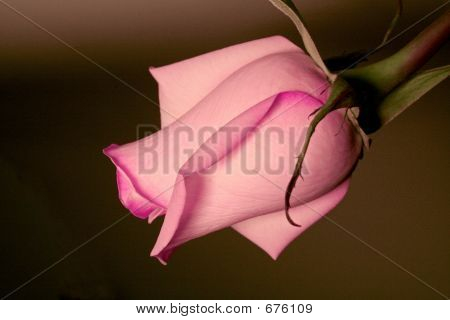 Pink Rose